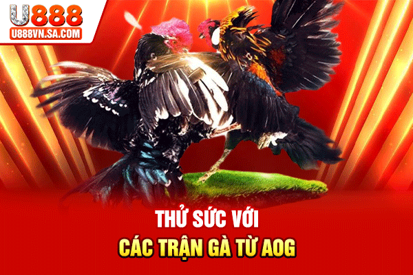 Thử sức với các trận gà từ AOG